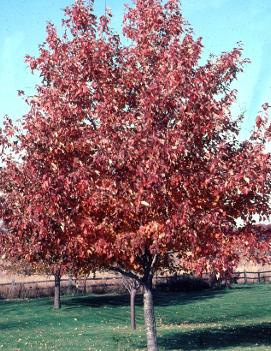 Acer rubrum Red Sunset® ('Franksred') (COPF)