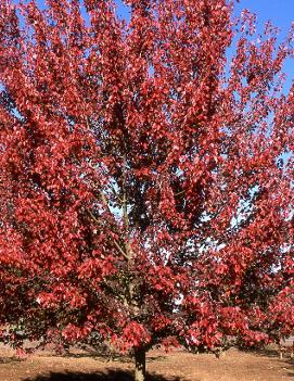 Acer rubrum 'Autumn Flame'