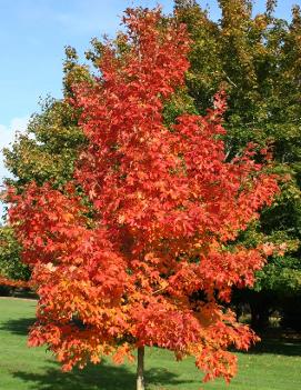 Acer saccharum Fall Fiesta® ('Bailsta') (PP11119)