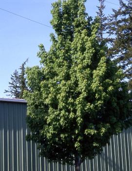 Acer rubrum 'Karpick'