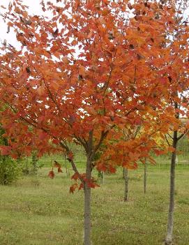 Acer rubrum 'Northwood' (PP5053)