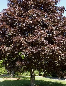 Acer platanoides 'Royal Red'