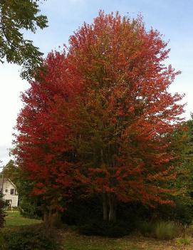 Acer rubrum