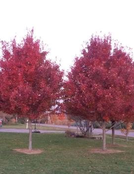 Acer rubrum 'Brandywine'