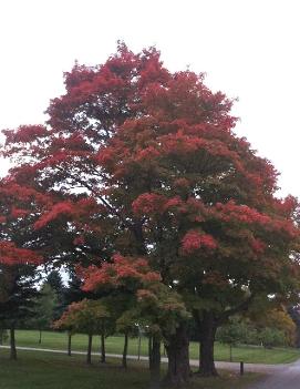 Acer saccharum