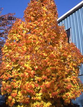 Acer saccharum Apollo® ('Barrett Cole')