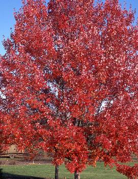 Acer rubrum October Glory® ('PNI 0268')