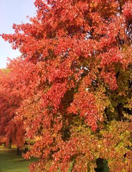 Acer x freemanii Sienna Glen® ('Sienna') (PP11322)