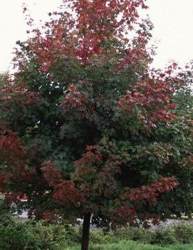 Acer truncatum x platanoides 'Warrenred'