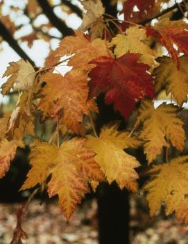 Acer x freemanii 'Marmo'