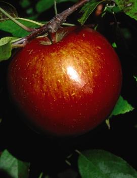 Apple 'Haralson'