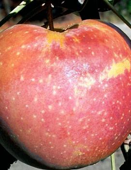 Apple 'Goodland'