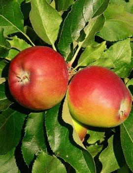 Apple 'Gala'