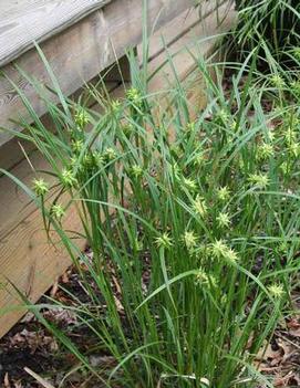 Carex grayi