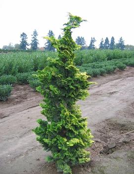 Chamaecyparis obtusa 'Aurea'