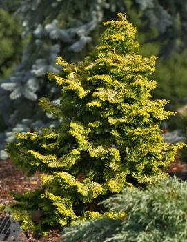 Chamaecyparis obtusa 'Confucius'