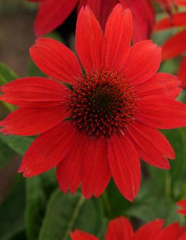 Echinacea x Sombrero® Salsa Red ('Balsomsed') (PP23105, CPBR4671)