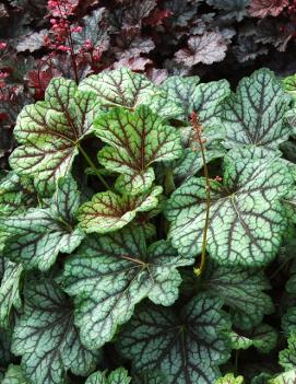 Heuchera x 'Green Spice' (COPF)