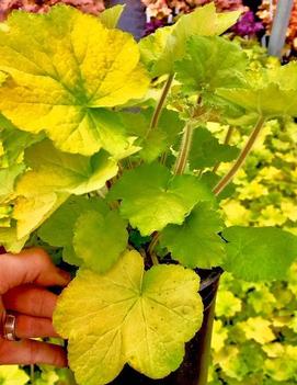 Heuchera x 'Guacamole' (PP16210, COPF)