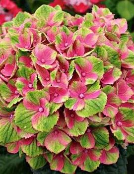 Hydrangea macrophylla Everlasting® Amethyst ('Hokomathyst') (PP22261)