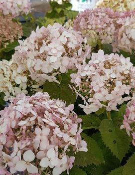 Hydrangea arborescens Invincibelle Wee White® ('NCHA5') (PP30296, CPBRAF)