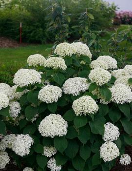 Hydrangea arborescens Invincibelle Limetta® ('NCHA8') (PP30431, CPBRAF)