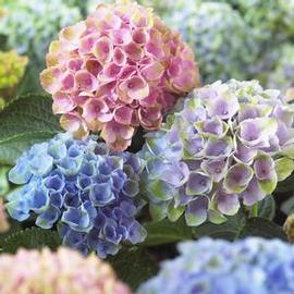 Hydrangea macrophylla 'Magical® Revolution' (PP22260)