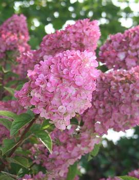 Hydrangea paniculata Strawberry Sundae® ('Rensun') (PP25438, CPBR4609)