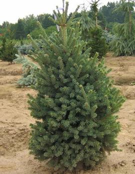 Picea mariana 'Blue Teardrop'