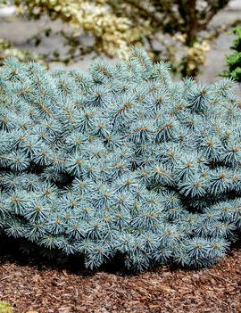 Picea pungens 'Christina'