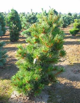 Pinus parviflora 'Ara Kawa'