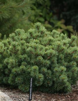 Pinus parviflora 'Catherine Elizabeth'