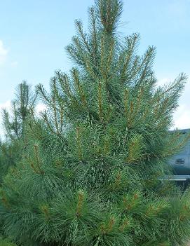 Pinus ponderosa