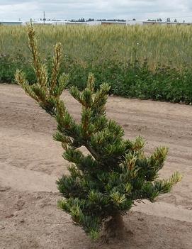 Pinus parviflora 'Fukai'