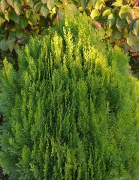 Thuja orientalis 'Morgan'