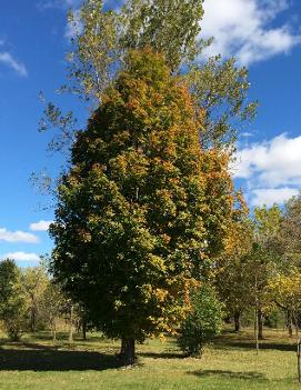 Acer saccharum 'Columnare'