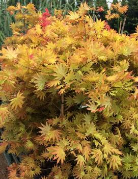 Acer shirasawanum 'Autumn Moon'