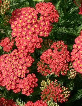 Achillea millefolium 'Paprika'