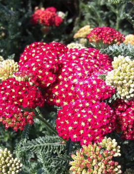 Achillea millefolium 'Strawberry Seduction' (PP18401, COPF)