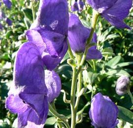 Aconitum carmichaelii 'Arendsii'