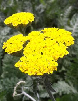 Achillea x 'Moonshine'