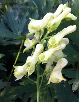 Aconitum lamarkii