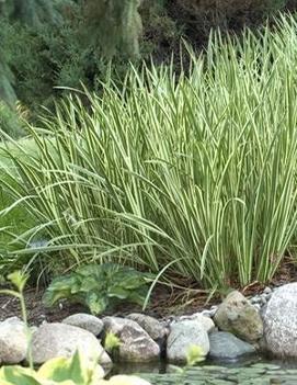 Acorus calamus 'Variegatus'