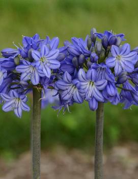 Agapanthus x 'Galaxy Blue' (PP31421)