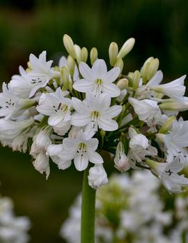 Agapanthus x 'Galaxy White' (PPAF)