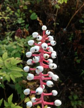 Actaea pachypoda