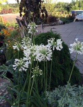 Agapanthus africanus 'Albidus'