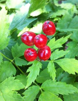 Actaea rubra