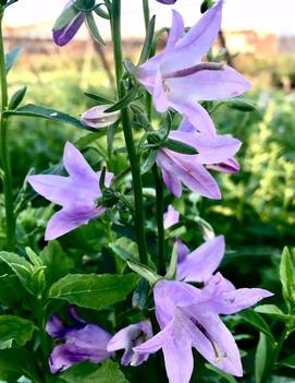 Adenophora x 'Gaudi Violet'