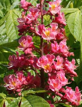 Aesculus x carnea 'Fort McNair'